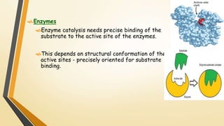 Enzymes 
Enzyme catalysis needs precise binding of the 
substrate to the active site of the enzymes. 
This depends on structural conformation of the 
active sites - precisely oriented for substrate 
binding. 
 