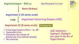 Angiotensinogen – 400 a.a Synthesized in Liver 
Renin (Kidney) 
Angiotensin I (10 amino acids) 
Angiotensin Converting Enzyme (ACE) 
Angiotensin II (8 amino acids) 
 It has hypertensive effect – inc. BP 
 Vasoconstriction 
 Stimulates the release of 
aldosterone from adrenal medulla 
 Na retention 
Octapeptide 
Lungs 
ACE inhibitors – 
Captopril, Enalapril 
are used in the Rx of 
Hypertension 
 