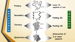 Primary 
Secondary 
Tertiary 
Quaternary 
S T R U C T U R E 
P R O C E S S 
Linear 1D 
sequence of AAs 
Folding 2D 
Packing 3D 
Interaction of 
2 or more 
subunits 
 