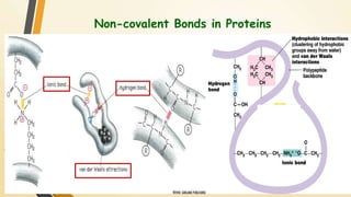 Non-covalent Bonds in Proteins 
 