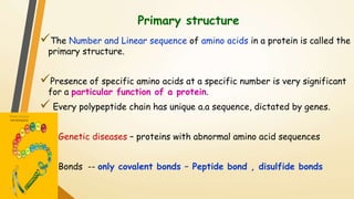 Primary structure 
The Number and Linear sequence of amino acids in a protein is called the 
primary structure. 
Presence of specific amino acids at a specific number is very significant 
for a particular function of a protein. 
 Every polypeptide chain has unique a.a sequence, dictated by genes. 
 Genetic diseases – proteins with abnormal amino acid sequences 
 Bonds -- only covalent bonds – Peptide bond , disulfide bonds 
 