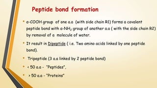 Peptide bond formation 
• α-COOH group of one a.a (with side chain R1) forms a covalent 
peptide bond with α-NH2 group of another a.a ( with the side chain R2) 
by removal of a molecule of water. 
• It result in Dipeptide ( i.e. Two amino acids linked by one peptide 
bond). 
• Tripeptide (3 a.a linked by 2 peptide bond) 
• < 50 a.a - “Peptides”, 
• > 50 a.a - “Proteins” 
 