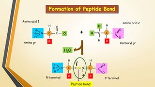 Formation of Peptide Bond 
Amino acid 1 Amino acid 2 
H2O 
H 
H 
H N 
H 
C 
R 
O 
C 
O 
H 
H 
H N 
H 
C 
R 
O 
C 
H 
C 
R 
C 
O 
H 
H N 
H 
O 
+ 
Amino gr Carboxyl gr 
H 
C 
R 
C 
O 
N 
H 
O 
N terminal C terminal 
Peptide bond 
 