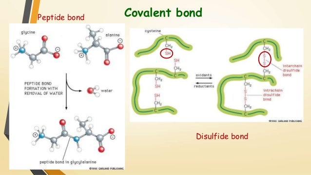 Protein structure