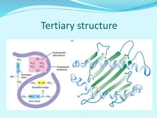 Protein structure | PPTX