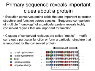 Primary sequence reveals important
clues about a protein
DnaG E. coli ...EPNRLLVVEGYMDVVAL...
DnaG S. typ ...EPQRLLVVEGYMDVVAL...
DnaG B. subt ...KQERAVLFEGFADVYTA...
gp4 T3 ...GGKKIVVTEGEIDMLTV...
gp4 T7 ...GGKKIVVTEGEIDALTV...
: *: :: * * : :
small hydrophobic
large hydrophobic
polar
positive charge
negative charge
• Evolution conserves amino acids that are important to protein
structure and function across species. Sequence comparison
of multiple “homologs” of a particular protein reveals highly
conserved regions that are important for function.
• Clusters of conserved residues are called “motifs” -- motifs
carry out a particular function or form a particular structure that
is important for the conserved protein.
motif
 