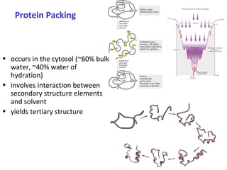 Protein Packing
• occurs in the cytosol (~60% bulk
water, ~40% water of
hydration)
• involves interaction between
secondary structure elements
and solvent
• yields tertiary structure
 