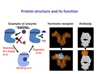 Protein structure and its function
enzyme A
B
A
Binding to A
Digestion
of A!
enzyme
Matching
the shape
to A
Hormone receptor AntibodyExample of enzyme
reaction
enzyme
substrates
 
