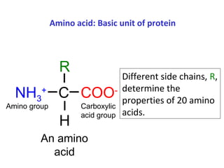 Amino acid: Basic unit of protein
COO-
NH3
+
C
R
H
An amino
acid
Different side chains, R,
determine the
properties of 20 amino
acids.
Amino group Carboxylic
acid group
 