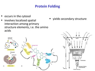 Protein Folding
• yields secondary structure
• occurs in the cytosol
• involves localized spatial
interaction among primary
structure elements, i.e. the amino
acids
 