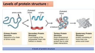levels of protein structure , Domains ,motifs & Folds in protein ...
