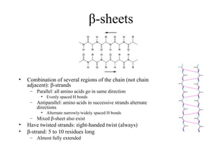 β-sheets
• Combination of several regions of the chain (not chain
adjacent): β-strands
– Parallel: all amino acids go in same direction
• Evenly spaced H bonds
– Antiparallel: amino acids in successive strands alternate
directions
• Alternate narrowly/widely spaced H bonds
– Mixed β-sheet also exist
• Have twisted strands: right-handed twist (always)
• β-strand: 5 to 10 residues long
– Almost fully extended
 