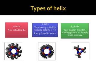α-helix
Also called the 4₁₃

π-helix
Very loosely coiled Hbonding pattern n + 5
Raerly found in nature.

310-helix
Very tightley coiled Hbonding pattern n+3 rarely
found in nature

 