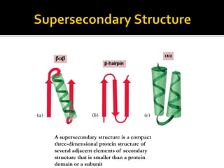 A supersecondary structure is a compact
three-dimensional protein structure of
several adjacent elements of secondary
structure that is smaller than a protein
domain or a subunit

 