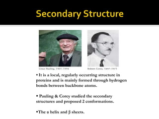  It is a local, regularly occurring structure in

proteins and is mainly formed through hydrogen
bonds between backbone atoms.

 Pauling & Corey studied the secondary
structures and proposed 2 conformations.
The α helix and β sheets.

 