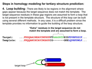 Steps in homology modeling for tertiary structure prediction:
4. Loop building– There are likely to be regions in the alignment where
gaps appear because the target sequence does not match the template. The
target sequence residues in these gap regions are assumed to form a loop that
is not present in the template structure. The structure of this loop can be built
using several different methods. In any case, it is a difficult problem since the
template provides no information to guide the building of the loop structure.
Target: ...FKSQAAIHEAYCNFHYKVTAAASRTPEIDFDVHFSSIF...
Template: ...FKQQANIHCAYCNGAYKIG-------GKELQVHFSWLF...
“Extra” residues in the target sequence do not
match the template and are assumed to form a loop.
target loop
 