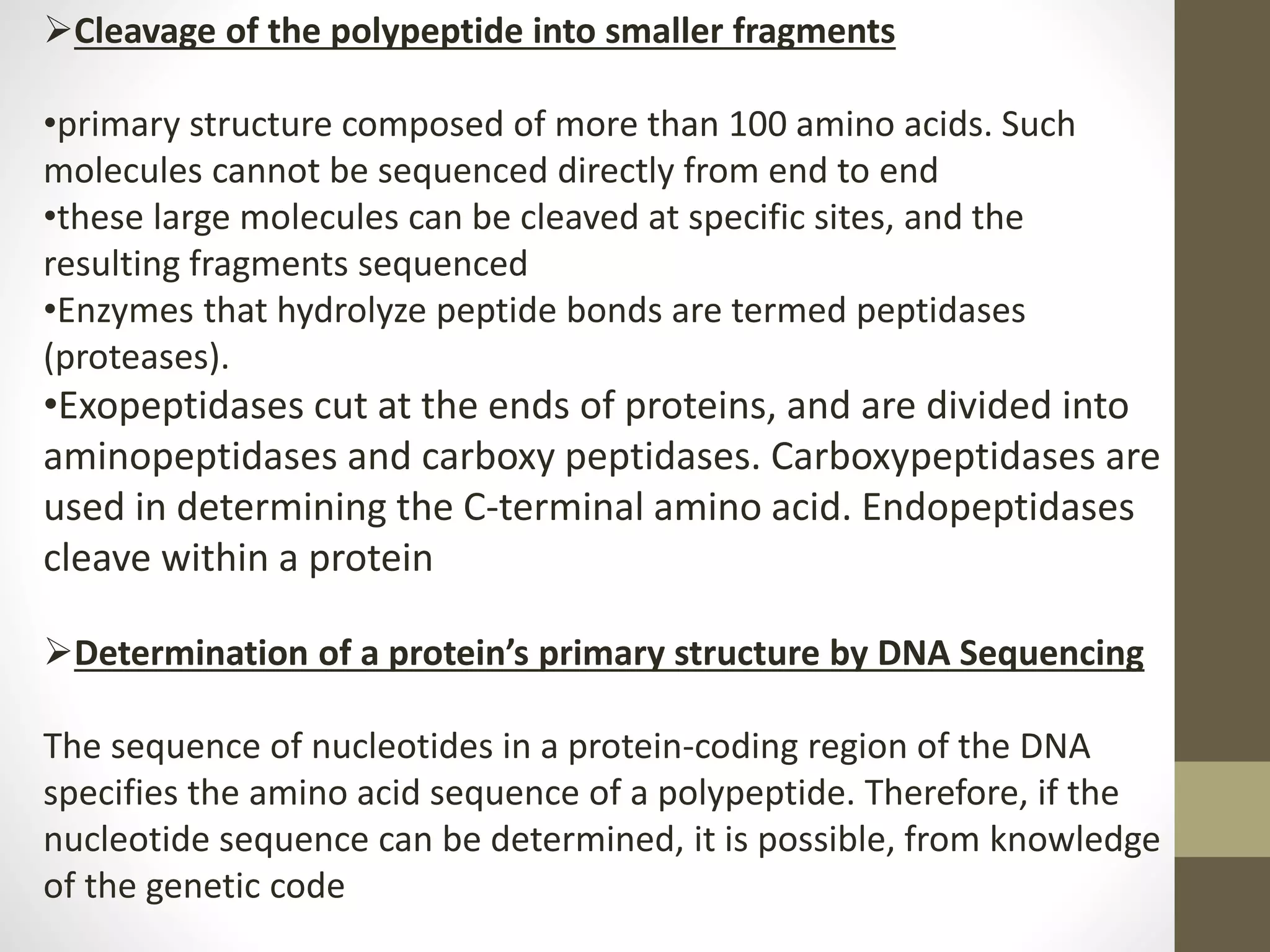 Cleavage of the polypeptide into smaller fragments
•primary structure composed of more than 100 amino acids. Such
molecules cannot be sequenced directly from end to end
•these large molecules can be cleaved at specific sites, and the
resulting fragments sequenced
•Enzymes that hydrolyze peptide bonds are termed peptidases
(proteases).
•Exopeptidases cut at the ends of proteins, and are divided into
aminopeptidases and carboxy peptidases. Carboxypeptidases are
used in determining the C-terminal amino acid. Endopeptidases
cleave within a protein
Determination of a protein’s primary structure by DNA Sequencing
The sequence of nucleotides in a protein-coding region of the DNA
specifies the amino acid sequence of a polypeptide. Therefore, if the
nucleotide sequence can be determined, it is possible, from knowledge
of the genetic code
 
