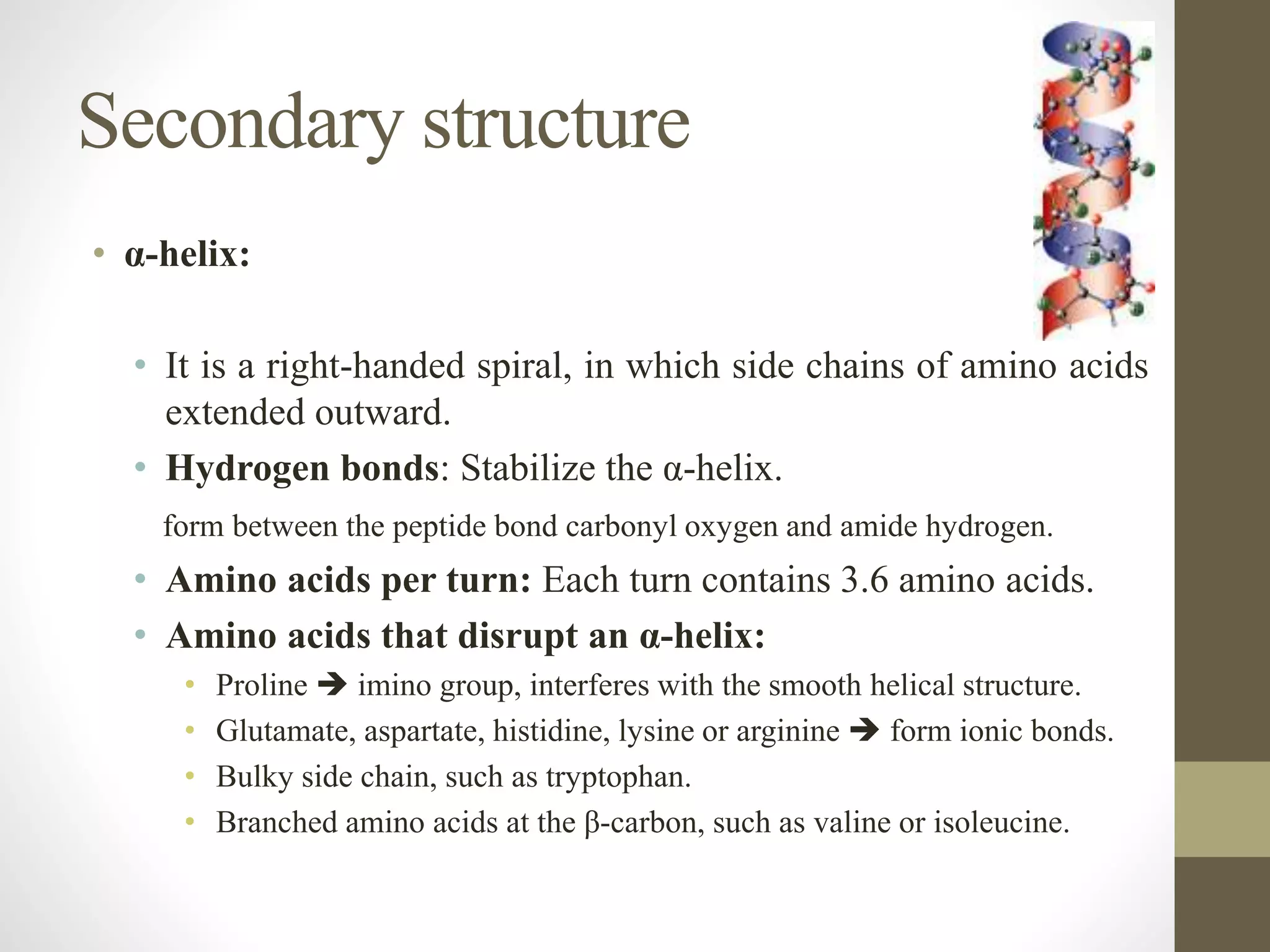 Secondary structure
• α-helix:
• It is a right-handed spiral, in which side chains of amino acids
extended outward.
• Hydrogen bonds: Stabilize the α-helix.
form between the peptide bond carbonyl oxygen and amide hydrogen.
• Amino acids per turn: Each turn contains 3.6 amino acids.
• Amino acids that disrupt an α-helix:
• Proline  imino group, interferes with the smooth helical structure.
• Glutamate, aspartate, histidine, lysine or arginine  form ionic bonds.
• Bulky side chain, such as tryptophan.
• Branched amino acids at the β-carbon, such as valine or isoleucine.
 