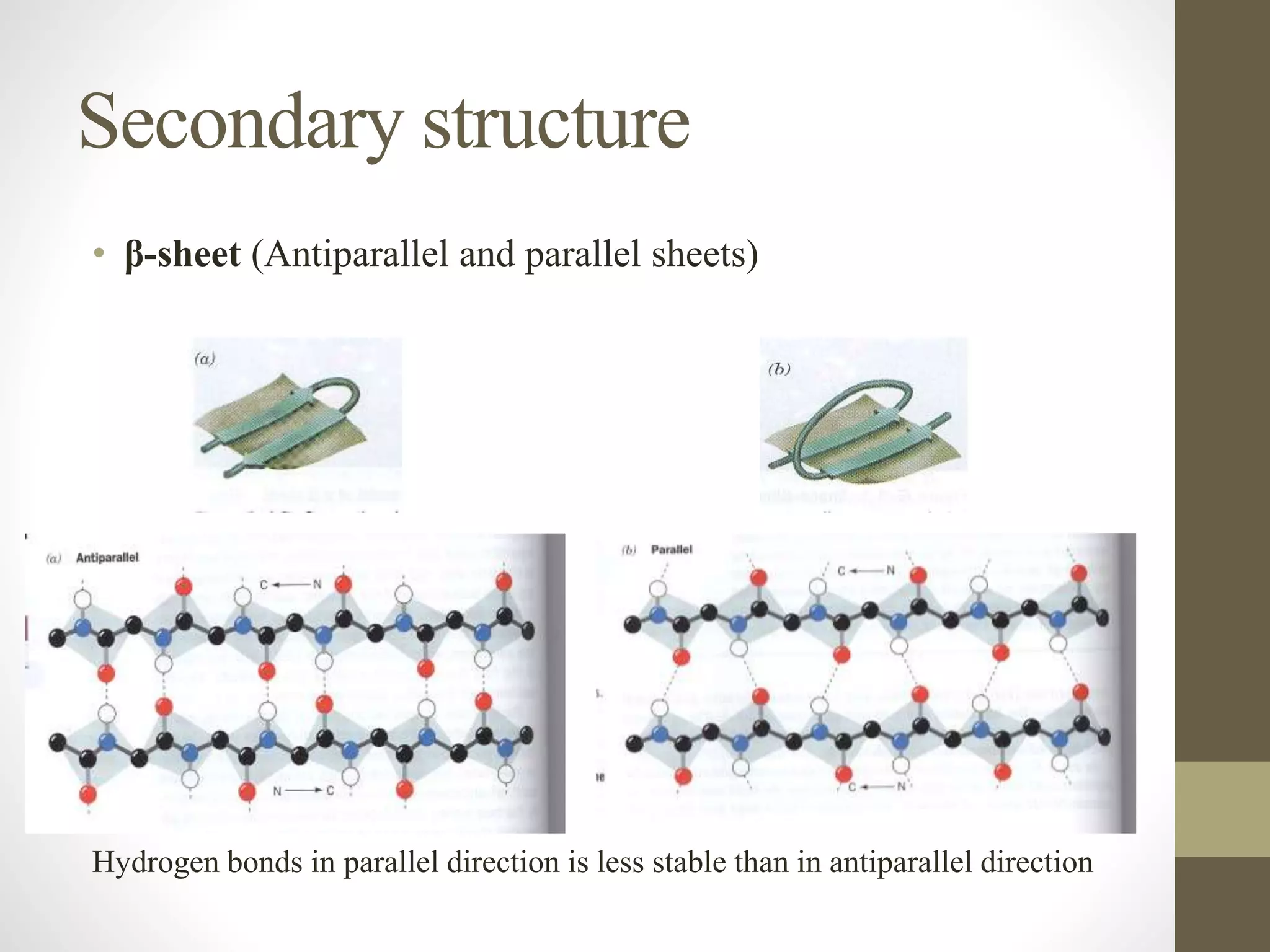 Secondary structure
• β-sheet (Antiparallel and parallel sheets)
Hydrogen bonds in parallel direction is less stable than in antiparallel direction
 
