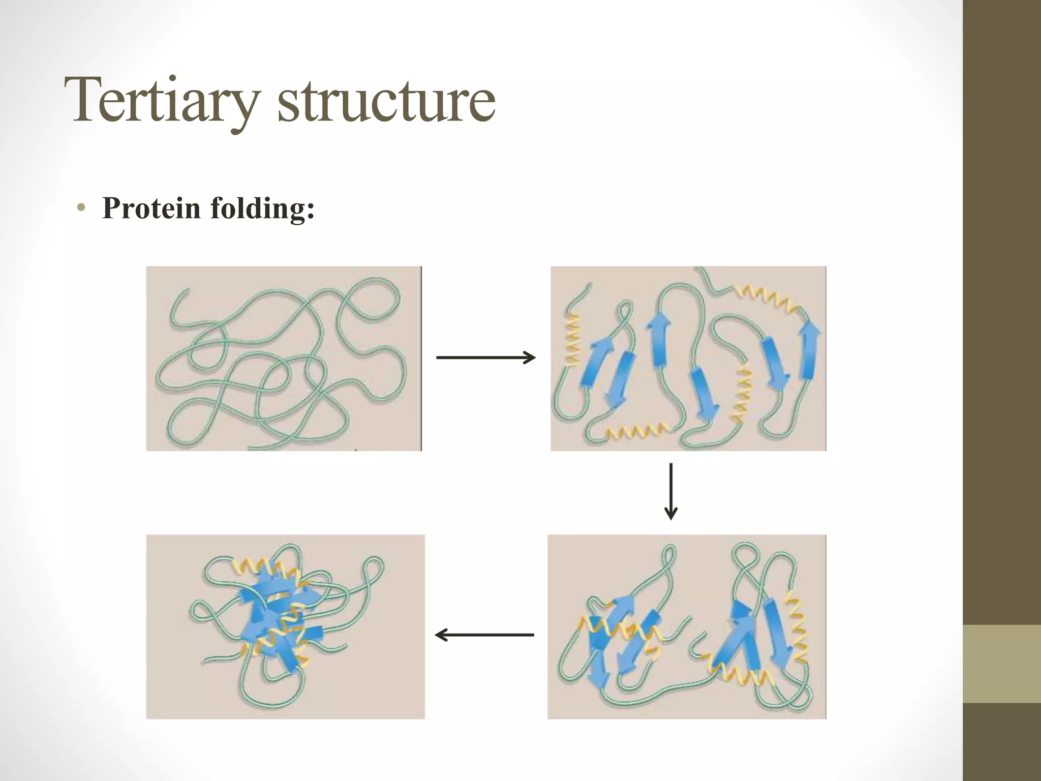 Tertiary structure
• Protein folding:
 