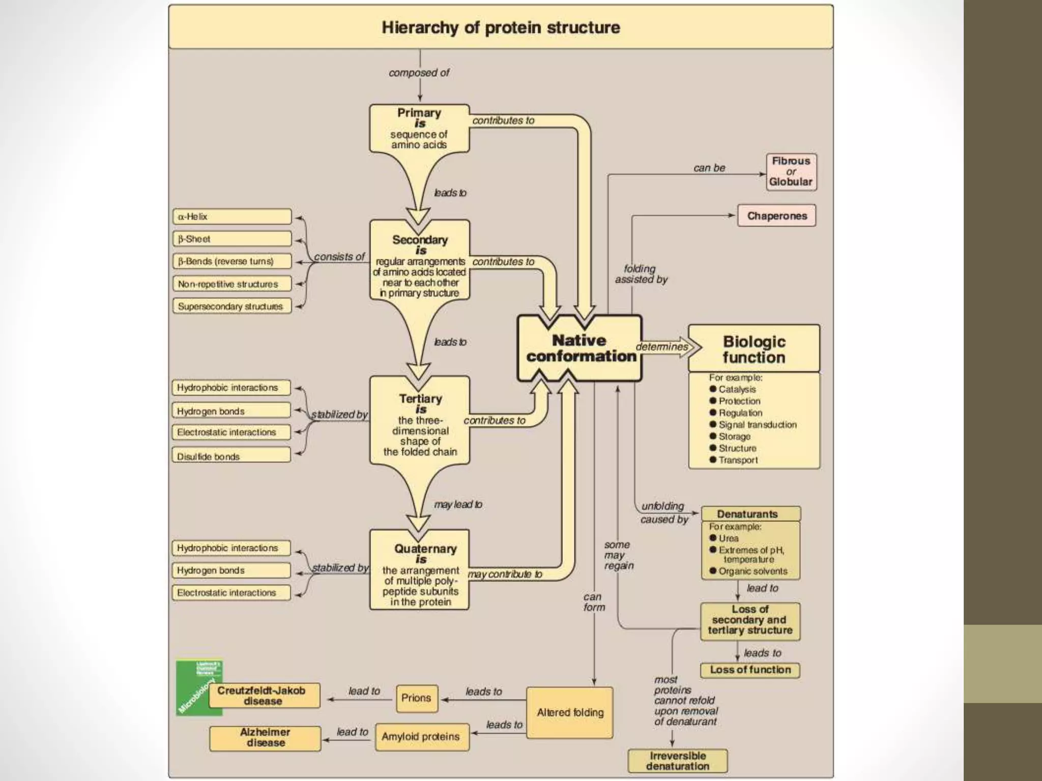 Protein structure 