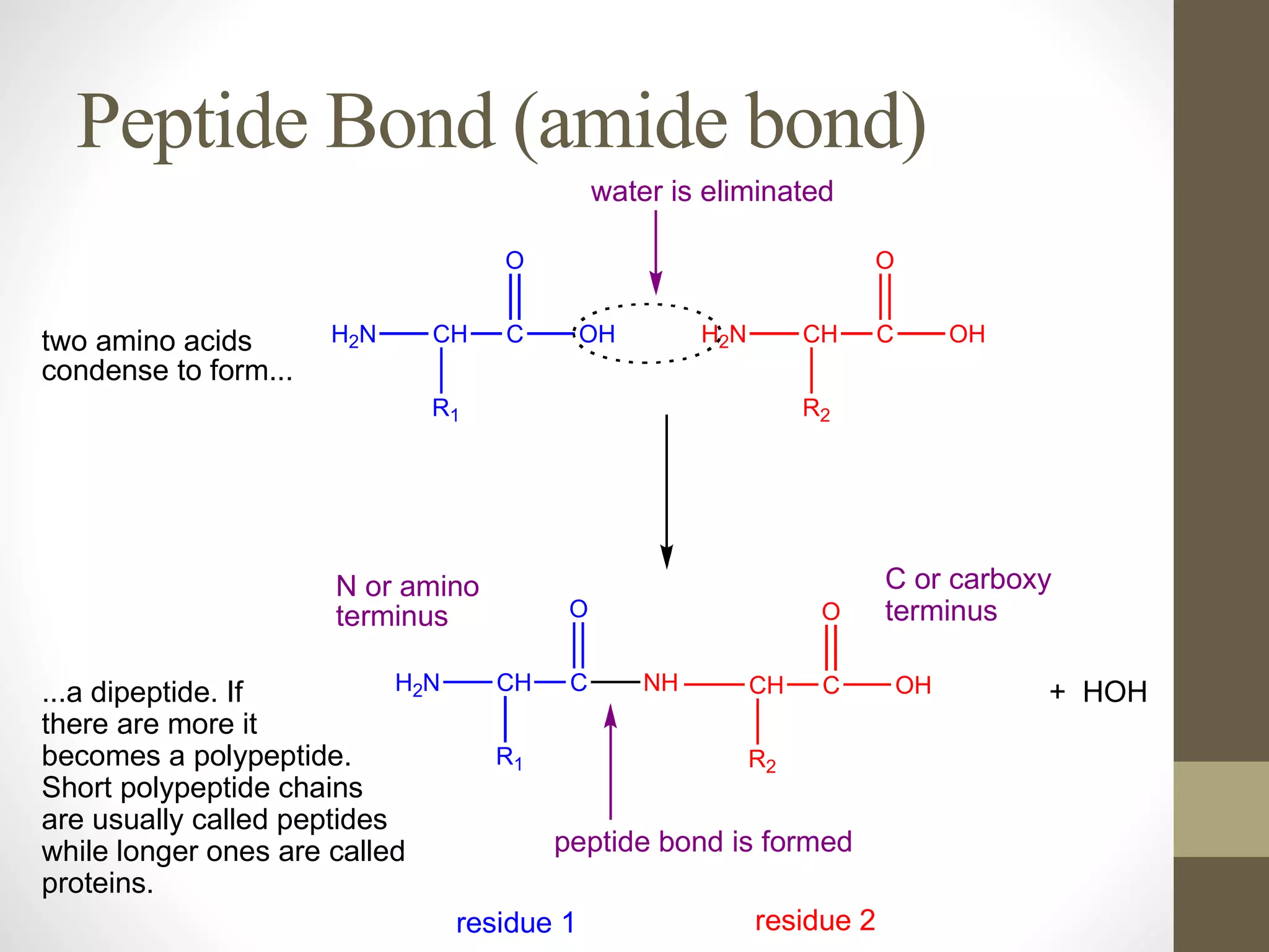Peptide Bond (amide bond)
H2N CH C
R1
OH
O
H2N CH C
R2
OH
O
H2N CH C
R1
NH
O
CH C
R2
OH
O
peptide bond is formed
+ HOH
residue 1 residue 2
two amino acids
condense to form...
...a dipeptide. If
there are more it
becomes a polypeptide.
Short polypeptide chains
are usually called peptides
while longer ones are called
proteins.
water is eliminated
N or amino
terminus
C or carboxy
terminus
 