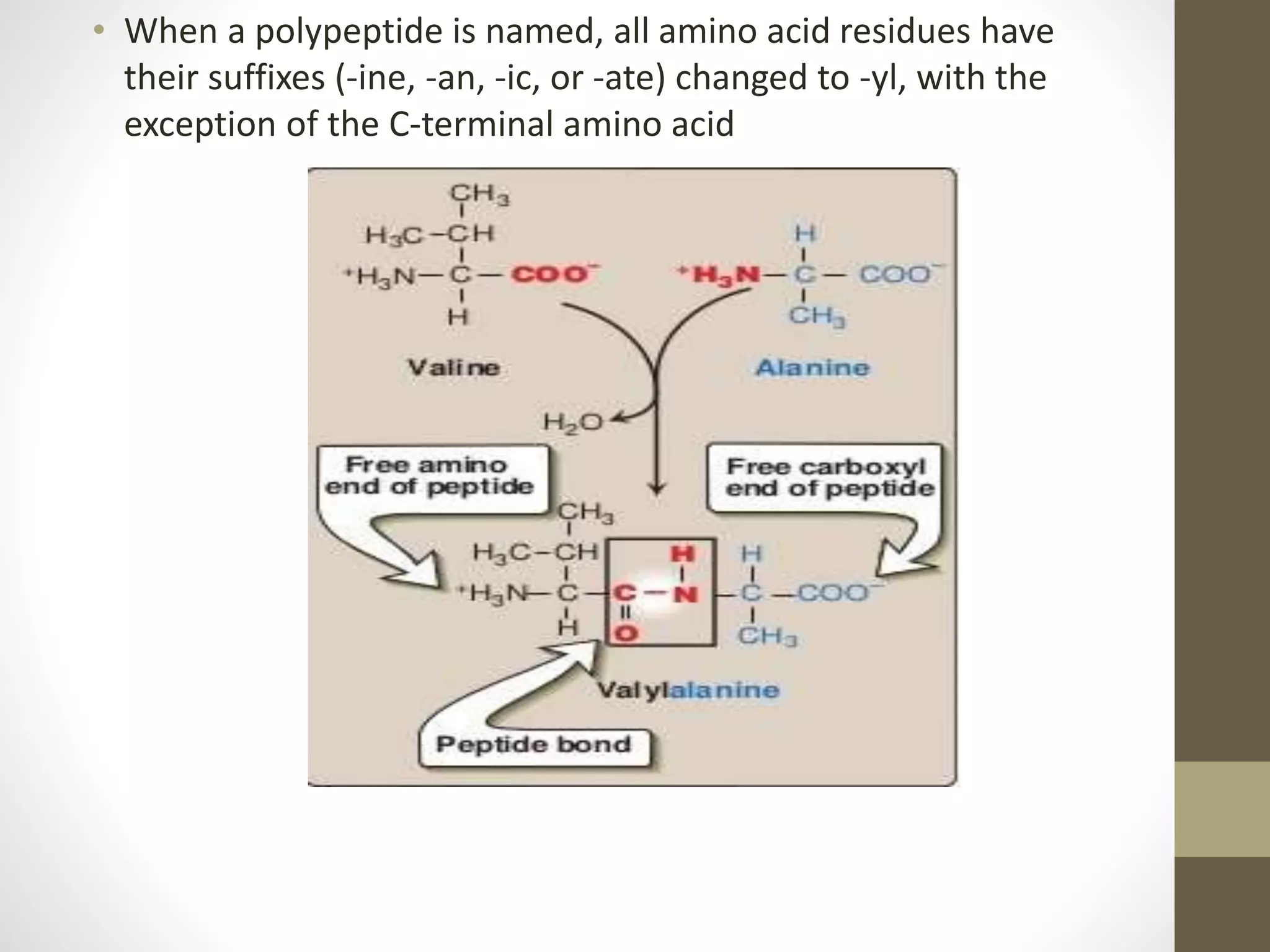 • When a polypeptide is named, all amino acid residues have
their suffixes (-ine, -an, -ic, or -ate) changed to -yl, with the
exception of the C-terminal amino acid
 
