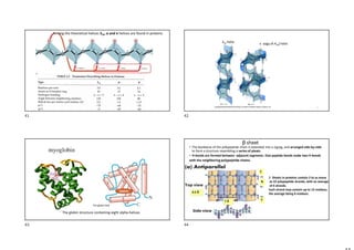Among the theoretical helices 310, α and π helices are found in proteins
310 helix  vagy (4.416) helix
42
The globin structure containing eight alpha-helices
The globin fold
 sheet
• The backbone of the polypeptide chain is extended into a zigzag, and arranged side-by-side
to form a structure resembling a series of pleats.
• H-bonds are formed between adjacent segments. One peptide bonds make two H-bonds
with the neighboring polypeptide chains.
4.5 Å
C
N
C
7 Å
R1 R3
 Sheets in proteins contain 2 to as many
as 22 polypeptide strands, with an average
of 6 strands.
Each strand may contain up to 15 residues,
the average being 6 residues.
41 42
43 44
 