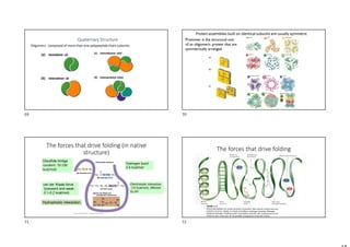 Quaternary Structure
Oligomers: composed of more than one polypeptide chain subunits
Protomer is the structural unit
of an oligomeric protein that are
symmetrically arranged.
Protein assemblies built on identical subunits are usually symmetric
The forces that drive folding (in native
structure)
Disulfide bridge
covalent: 70-100
kcal/mol)
Electrostatic interaction
(10 kcal/mol), affected
by pH
van der Waals force
(transient and weak:
0.1-0.2 kcal/mol)
Hydrophobic interaction
Hydrogen bond
2-5 kcal/mol
The forces that drive folding
69 70
71 72
 