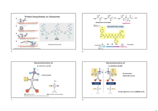 5
Protein biosynthesis on ribosomes
CONDENSATION REACTION
FORMATION OF PEPTID BOND
6
N-terminális
C-terminális
POLYPEPTIDE CHAIN
Stereochemistry of
-amino acids
chiral center
Stereochemistry of
-amino acids
•Enantiomer
•Optically active
living organisms use L-amino acids
L-alanine D-alanine
5 6
7 8
 