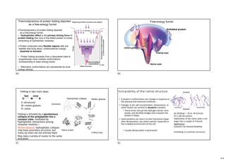 Thermodynamics of protein folding depicted
as a free-energy funnel
Thermodynamics of protein folding depicted
as a free-energy funnel.
• Hydrophobic effect is the primary driving force of
protein folding (the core of the folded protein is mostly
comprising of hydrophobic residues).
 Protein molecules have flexible regions with low
stability that bring about conformational change,
essential to function.
• Protein folding proceeds from a disordered state to
progressively more ordered conformations
corresponding to lower energy levels.
• Alternative conformations are represented by local
energy minima.
Folding traps
molten globule
Native state
Unfolded protein
Free-energy funnel
fast slow
D M N
Folding in two main steps:
D: denatured
M: molten globule
N: native
Denatured
Hydrophobe collapse
Native protein
Molten globule
Folding traps
• Folding is initiated by a spontaneous
collapse of the polypeptide into a
compact state, mediated by
hydrophobic interactions among
nonpolar residues---
• Molten globule: hydrophobic collapse:
may have secondary structure, but
many aa chain are not entirely fixed.
• May take a variety of routes to the same
end point
Vulnarability of the native structure
• A protein’s conformation can change in response to
the physical and chemical conditions.
• Changes in pH, salt concentration, temperature, or
other factors can unravel or denature a protein.
• These forces disrupt the hydrogen bonds, ionic
bonds, and disulfide bridges that maintain the
protein’s shape.
• Some proteins can return to their functional shape
after denaturation, but others cannot, especially in
the crowded environment of the cell.
• Usually denaturation is permanent
ΔG (folding) = -20 to -40 kJ/mole
for a 100 AA protein,
Stabilisation of the native state is not
larger than a couple of H-bonds
Significance:
evolution has favored flexibility
misfolding is a common occurence
89 90
91 92
 