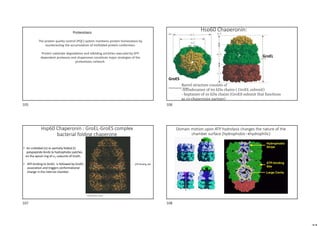 The protein quality control (PQC) system maintains protein homeostasis by
counteracting the accumulation of misfolded protein conformers.
Protein substrate degradation and refolding activities executed by ATP-
dependent proteases and chaperones constitute major strategies of the
proteostasis network.
Proteostasis
Hsp60 Chaperonin:
GroES
GroEL
Barrel structure consists of
-tetradecamer of 60 kDa chains ( GroEL subunit)
- heptamer of 10 kDa chains (GroES subunit that functions
as co-chaperonin partner)
Hsp60 Chaperonin : GroEL-GroES complex
bacterial folding chaperone
• An unfolded (U) or partially folded (I)
polypeptide binds to hydrophobic patches
on the apical ring of 7-subunits of GroEL.
• ATP binding to GroEL is followed by GroES
association and triggers conformational
change in the internal chamber.
ATP binding site
Domain motion upon ATP hydrolysis changes the nature of the
chamber surface (hydrophobichydrophilic)
105 106
107 108
 