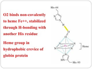 O2 binds non-covalently
to heme Fe++, stabilized
through H-bonding with
another His residue
Heme group in
hydrophobic crevice of
globin protein

 