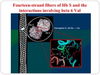 Fourteen-strand fibers of Hb S and the
interactions involving beta 6 Val

 