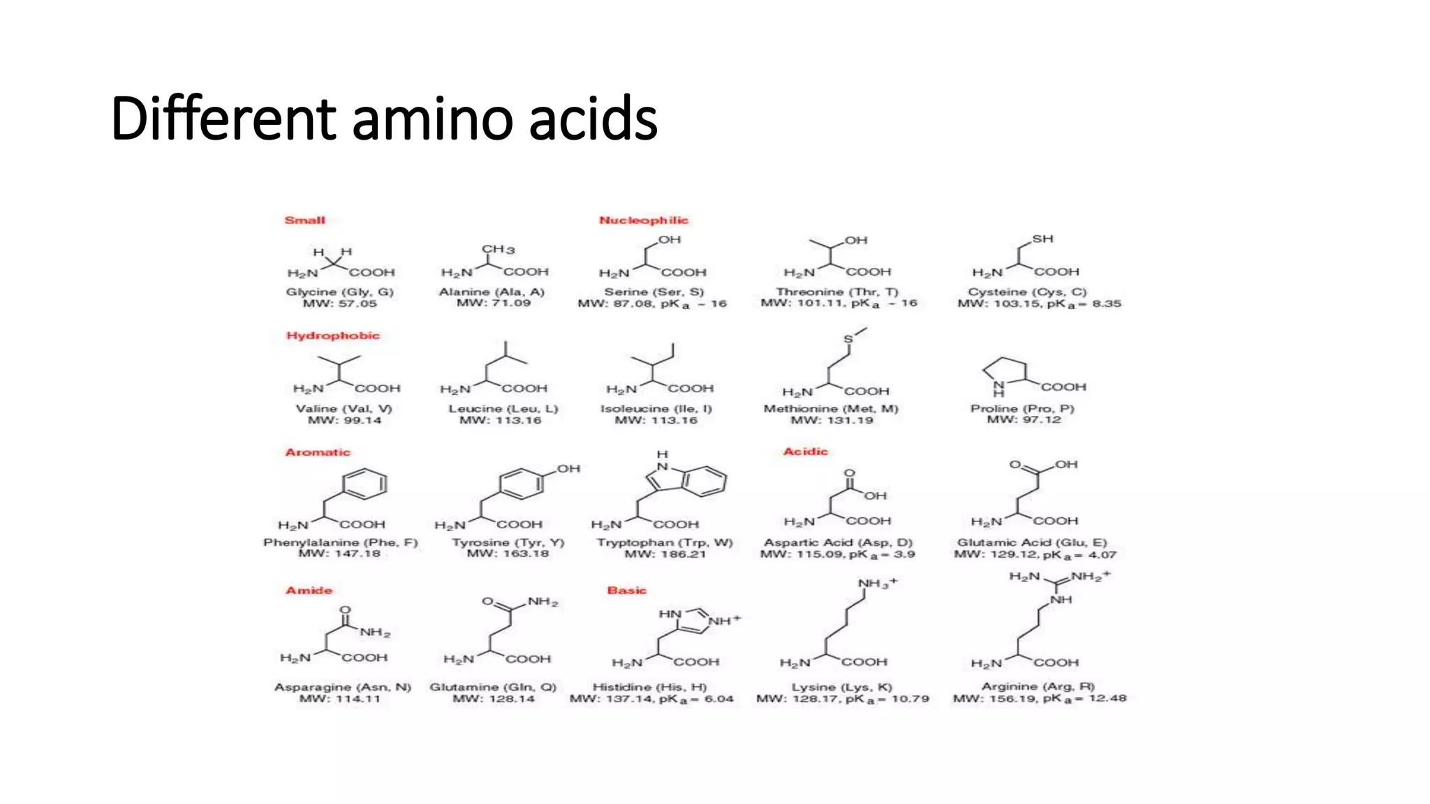 Different amino acids
 