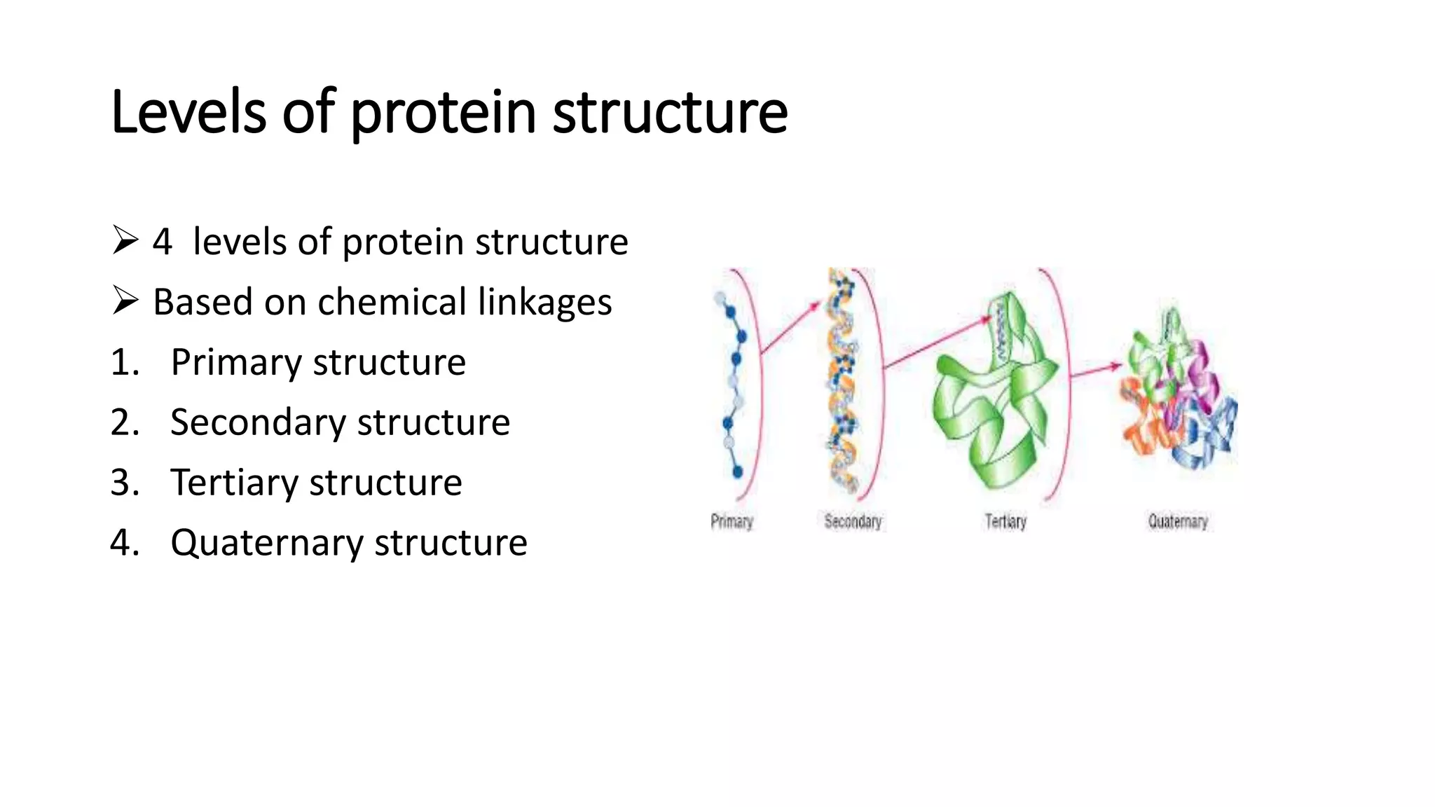 Protein structure and function | PPTX | Chemistry | Science