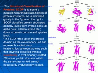 Protein Structure and Function | PPT