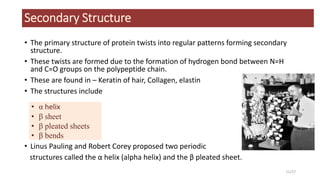 Secondary Structure
• The primary structure of protein twists into regular patterns forming secondary
structure.
• These twists are formed due to the formation of hydrogen bond between N=H
and C=O groups on the polypeptide chain.
• These are found in – Keratin of hair, Collagen, elastin
• The structures include
• Linus Pauling and Robert Corey proposed two periodic
structures called the α helix (alpha helix) and the β pleated sheet.
• α helix
• β sheet
• β pleated sheets
• β bends
11/27
 