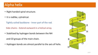 Alpha helix
• Right handed spiral structure.
• It is rodlike, cylindrical.
Tightly coiled backbone - Inner part of the rod.
Side chains - Extend outward in a helical array.
• Stabilized by hydrogen bonds between the NH
and CO groups of the main chain.
• Hydrogen bonds are almost parallel to the axis of helix.
13/27
 