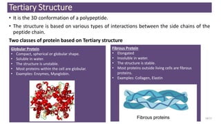 Tertiary Structure
• It is the 3D conformation of a polypeptide.
• The structure is based on various types of interactions between the side chains of the
peptide chain.
Two classes of protein based on Tertiary structure
18/27
Globular Protein
• Compact, spherical or globular shape.
• Soluble in water.
• The structure is unstable.
• Most proteins within the cell are globular.
• Examples: Enzymes, Myoglobin.
Fibrous Protein
• Elongated
• Insoluble in water.
• The structure is stable.
• Most proteins outside living cells are fibrous
proteins.
• Examples: Collagen, Elastin
 