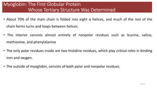 Myoglobin: The First Globular Protein
Whose Tertiary Structure Was Determined
• About 70% of the main chain is folded into eight α helices, and much of the rest of the
chain forms turns and loops between helices.
• The interior consists almost entirely of nonpolar residues such as leucine, valine,
methionine, and phenylalanine
• The only polar residues inside are two histidine residues, which play critical roles in binding
iron and oxygen.
• The outside of myoglobin, consists of both polar and nonpolar residues.
20/27
 