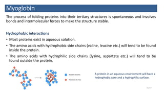 Myoglobin
The process of folding proteins into their tertiary structures is spontaneous and involves
bonds and intermolecular forces to make the structure stable.
Hydrophobic interactions
• Most proteins exist in aqueous solution.
• The amino acids with hydrophobic side chains (valine, leucine etc.) will tend to be found
inside the protein.
• The amino acids with hydrophilic side chains (lysine, aspartate etc.) will tend to be
found outside the protein.
21/27
A protein in an aqueous environment will have a
hydrophobic core and a hydrophilic surface.
 