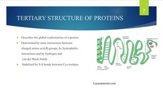 TERTIARY STRUCTURE OF PROTEINS
 Describes the global conformation of a protein
 Determined by ionic interactions between
charged amino acid R-groups, by hydrophobic
interactions and by hydrogen and
van der Waals bonds
 Stabilised by S-S bonds between Cys residues
Lacasamorett.com
7
 