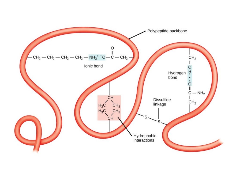 Protein structure Lecture for M Sc biology students