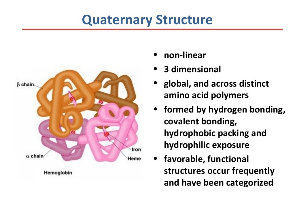 Protein structure Lecture for M Sc biology students