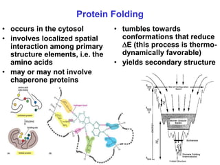 Protein Element protein structure from genomic and computational biology | PPT