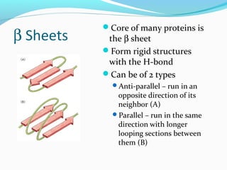 Protein structure & function | PPT