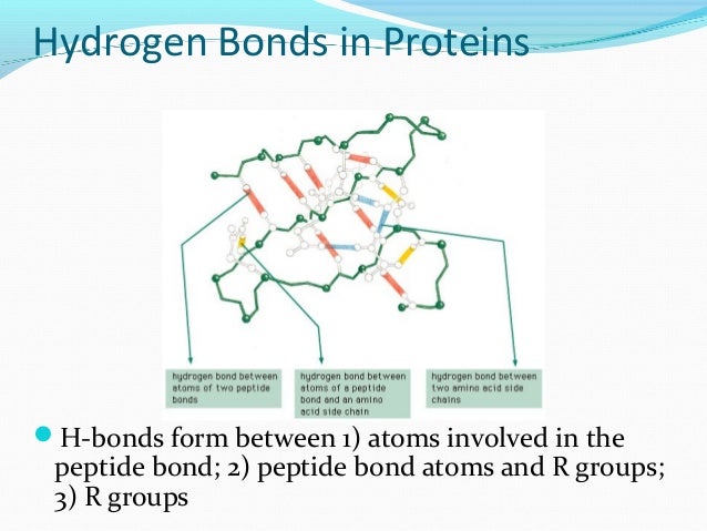 Protein Structure Amp Function
