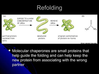 RefoldingRefolding
 Molecular chaperones are small proteins thatMolecular chaperones are small proteins that
help guide the folding and can help keep thehelp guide the folding and can help keep the
new protein from associating with the wrongnew protein from associating with the wrong
partnerpartner
 