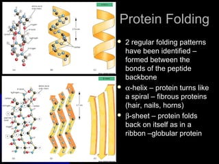 Protein FoldingProtein Folding
 2 regular folding patterns2 regular folding patterns
have been identified –have been identified –
formed between theformed between the
bonds of the peptidebonds of the peptide
backbonebackbone
 αα-helix – protein turns like-helix – protein turns like
a spiral – fibrous proteinsa spiral – fibrous proteins
(hair, nails, horns)(hair, nails, horns)
 ββ-sheet – protein folds-sheet – protein folds
back on itself as in aback on itself as in a
ribbon –globular proteinribbon –globular protein
 